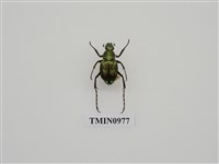 藏品(綠色長腳花潛)的圖片